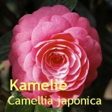 Kamelienl, 200ml (1l/45,50Euro)