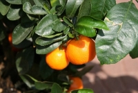Orangenl, 7-fach dest., 30 ml (1l/120,00Euro)