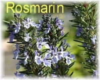 Rosmarinl, 30ml  (1l/160,00Euro)