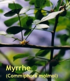 Myrrhel, 10ml (1L/1400,00 Euro)