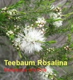 Teebauml, Rosalina, Rosalinal, Wildwuchs, 10ml (1L/769,99 Euro)