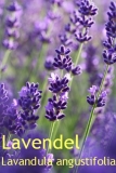 Lavendell, Mt. Blanc (Frankr.) 100ml (1L/174,00 Euro)