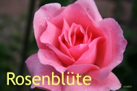 Rose, naturid., Parfml, 30ml (1l/198,00Euro)