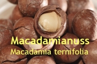 Macadamianussl, Macadamia Nussl, 1l