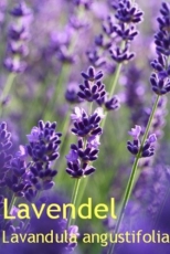 Lavendelwasser, kbA, 100 ml (1L/42,50 Euro)