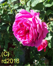 Englische Rose, Rose, naturid., Parfml, 30ml (1l/198,00Euro)