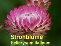 Strohblumenl, Immortelle, 2ml (1l/7000,00Euro)
