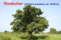 Sheabutter Nilotica, Wildsammlung, 50ml (1l/100,00Euro)