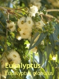 Eukalyptusöl radiata, 30ml (1l/230,00Euro)