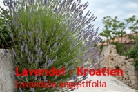 Lavendell, (Kro.) 50ml (1l/220,00Euro)