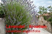 Lavendell, (Kro.) 10 ml (1l/400,00 Euro)