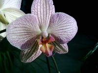 Orchideen, Parfml, 10 ml (1L/250,00 Euro)