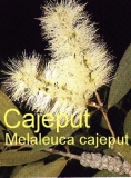 Cajeputl, 10 ml (1L/250,00Euro)