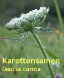 Karottensamenl, 5ml (1l/1020,00Euro)