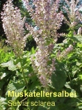 Muskatellersalbeil, 10 ml (1L/549,99 Euro)