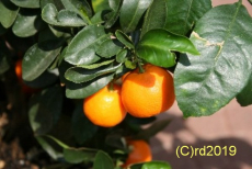 Orangenl, s, 100 ml (1L/84,00 Euro)