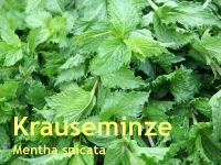 Krauseminzel, Spearmint, 10 ml  (1L/345,10Euro)