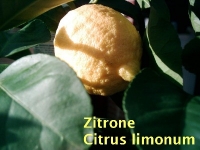 Zitronenöl, 30ml (1l/190,00Euro)