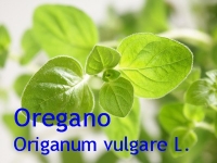 Oreganol, 10ml (1L/420,00 Euro)