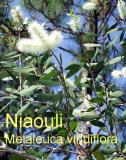 Niaoulil, 10ml (1L/290,36 Euro)