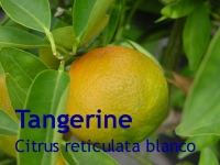 Tangerinenöl, 10ml (1l/240,00 Euro)