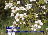 Manukal, 10 ml, Wildsammlung (1L/1250,00 Euro