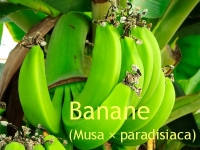 Bananen - Parfümöl, 10ml (1/230,00 Euro)