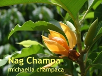 Nag Champa, Parfml, 10ml (1L/276,98 Euro)