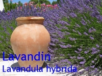 Lavandinl, 10ml (1L/264,99 Euro)