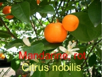 Mandarine, Parfümöl, 10 ml (1L/203,49 Euro)