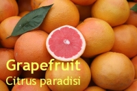Grapefruitl, pink, 30ml (Italien/USA) (1l/127,00Euro)
