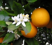 Orangenblüte/Neroli, naturid., Parfümöl, 10 ml (1L/300,00 Euro)