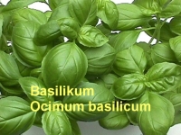 Basilikumöl,  20ml (1l/250,00Euro)