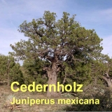 Cedernholzl, 30ml (Texas/USA)  (1l/165,00Euro)