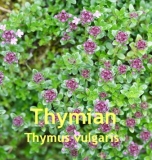 Thymianl, 30ml (1l/160,00Euro)