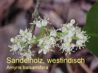 Sandelholz, Parfümöl, 30ml (1l/180,00Euro)