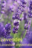 Lavendelöl, Mt. Blanc (Frankr.) 10 ml (1L/270,00 Euro)