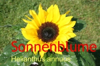 Sonnenblumenl, raff., 500ml (1l/11,00Euro)