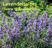 Lavendelsalbeil, Spanischer Salbei, 20 ml (1l/300,00Euro)