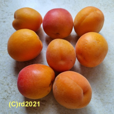Aprikosenkernöl, raff., 200 ml  (1l/30,00 Euro)