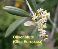 Olivenbutter, rein, 100ml (1L/45,00 Euro)