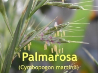 Palmarosal, 30ml  (1l/185,00Euro)