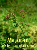 Majoranl, 10 ml (1L/350,00 Euro)