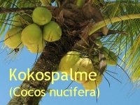 Kokosöl, raff. 500ml  (1l/12,00Euro)