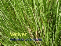 Vetiverl, 5ml (1l/880,00Euro)