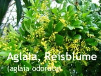 Aglaia, Reisblume - Parfml, 10ml (1L/297,50 Euro)