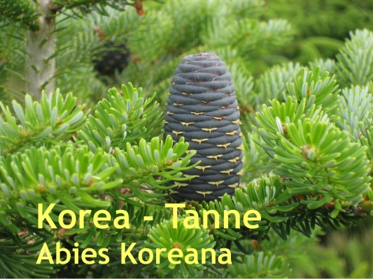 koreatanne weihnachtsbaum 28 images koreatanne koreatanne weihnachtsbaum 28 images koreatanne