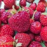Erdbeere, Parfümöl, 10 ml (1L/255,85 Euro)