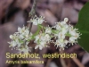 Sandelholzl, Amyrisl, 20ml  (10ml/2,40Euro)