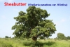 Sheabutter Nilotica, Wildsammlung, 50ml (1l/100,00Euro)